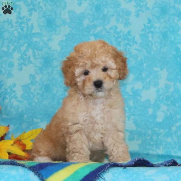 Pearl, Shih-Poo Puppy
